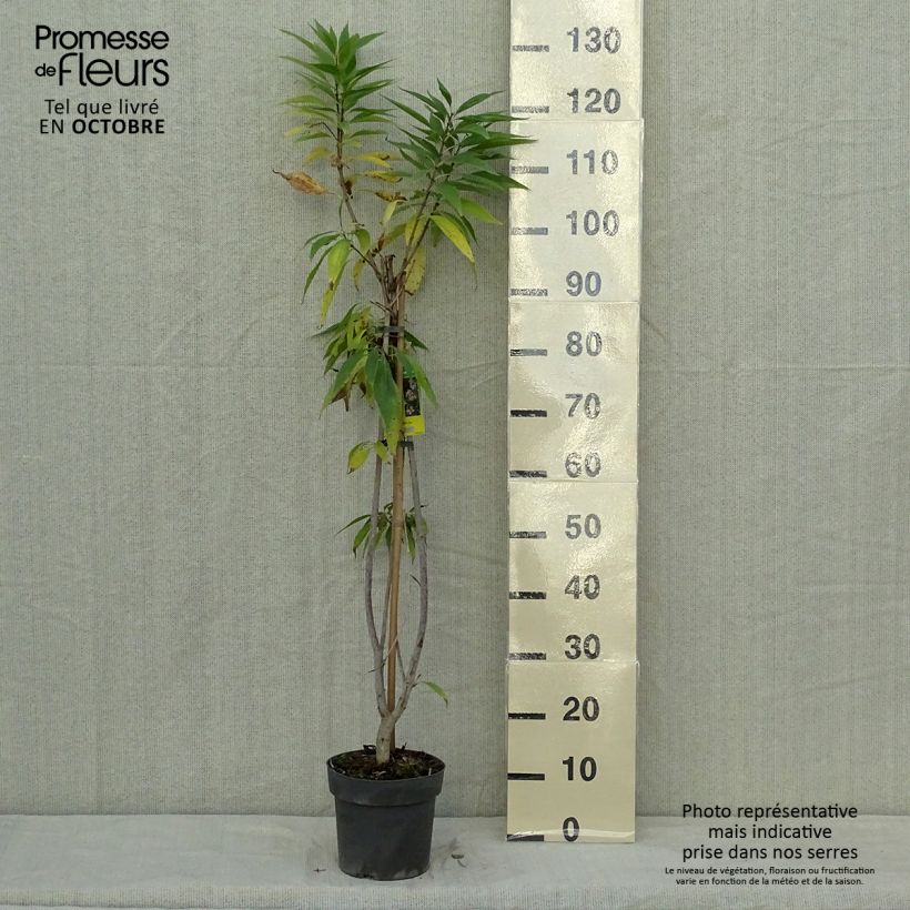 Amostra de Chitalpa tashkentensis Summer Bells Vaso de 2 L/3 L tal como entregue no outono