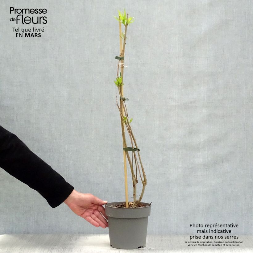 Amostra de Chitalpa tashkentensis Summer Bells Vaso de 2 L/3 L tal como entregue na primavera