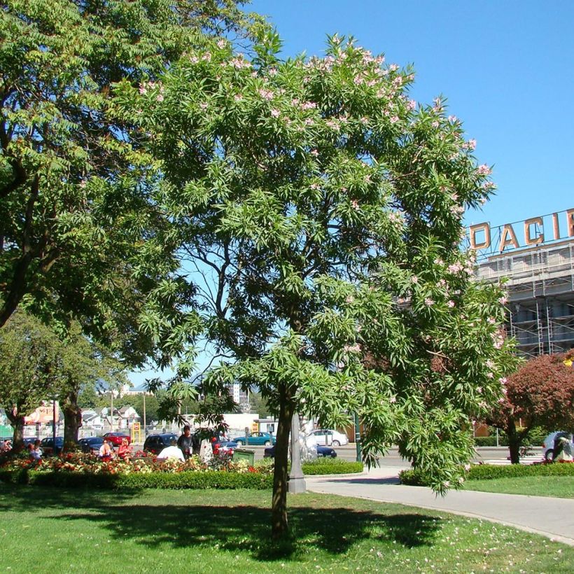Chitalpa tashkentensis Summer Bells (Hábito)