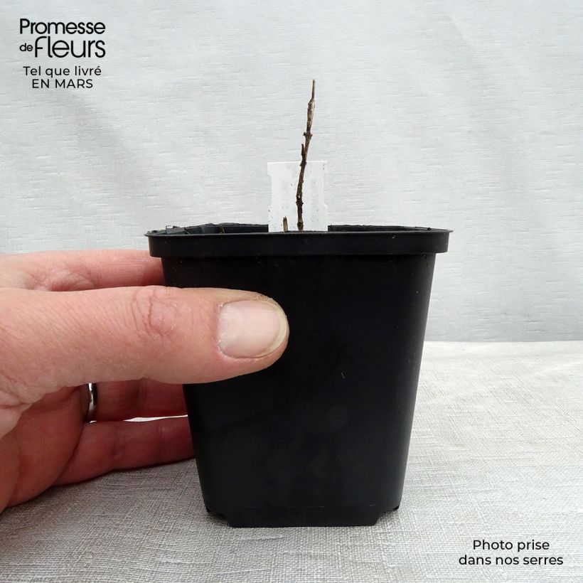 Amostra de Chloranthus japonicus Vaso de 8/9 cm tal como entregue no inverno