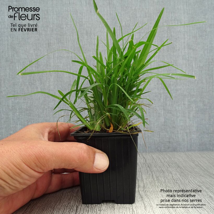 Amostra de Chloris distichophylla Vaso de 8/9 cm tal como entregue no outono