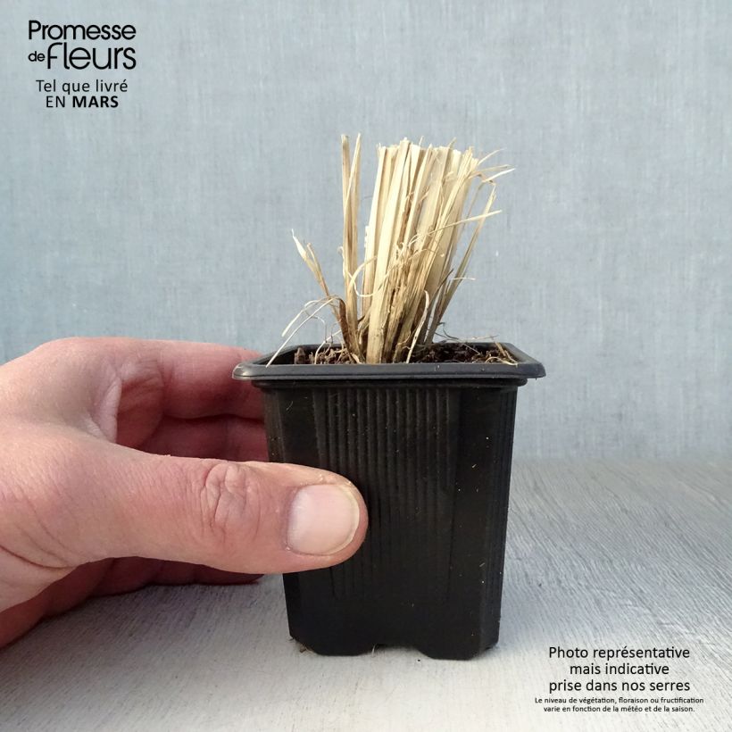 Amostra de Chloris virgata Vaso de 8/9 cm tal como entregue na primavera