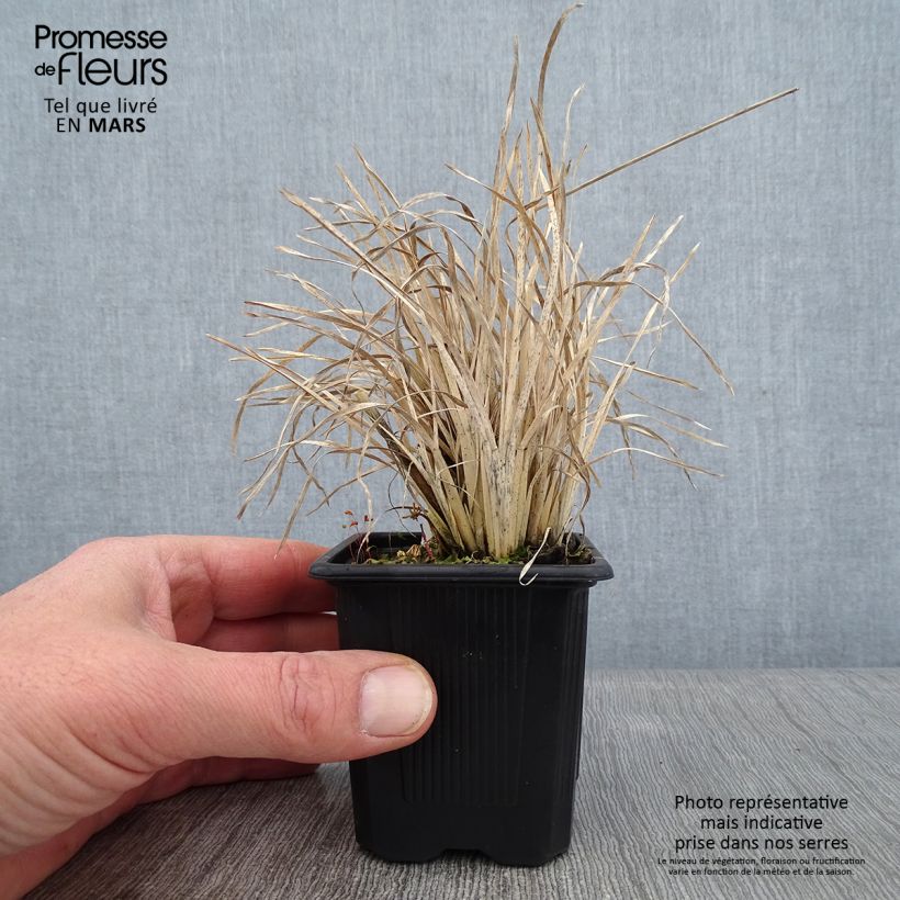 Amostra de Chloris virgata - Herbe à plumes de Rhodes Godet de 8/9 cm tal como entregue no inverno
