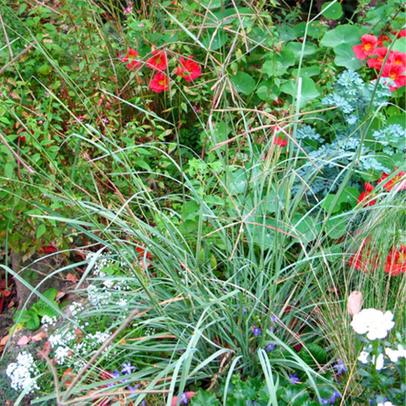 Chloris virgata (Hábito)