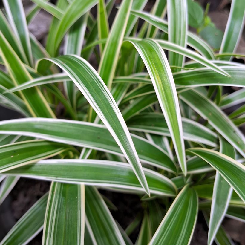 Chlorophytum comosum Irish - Clorófito (Folhagem)