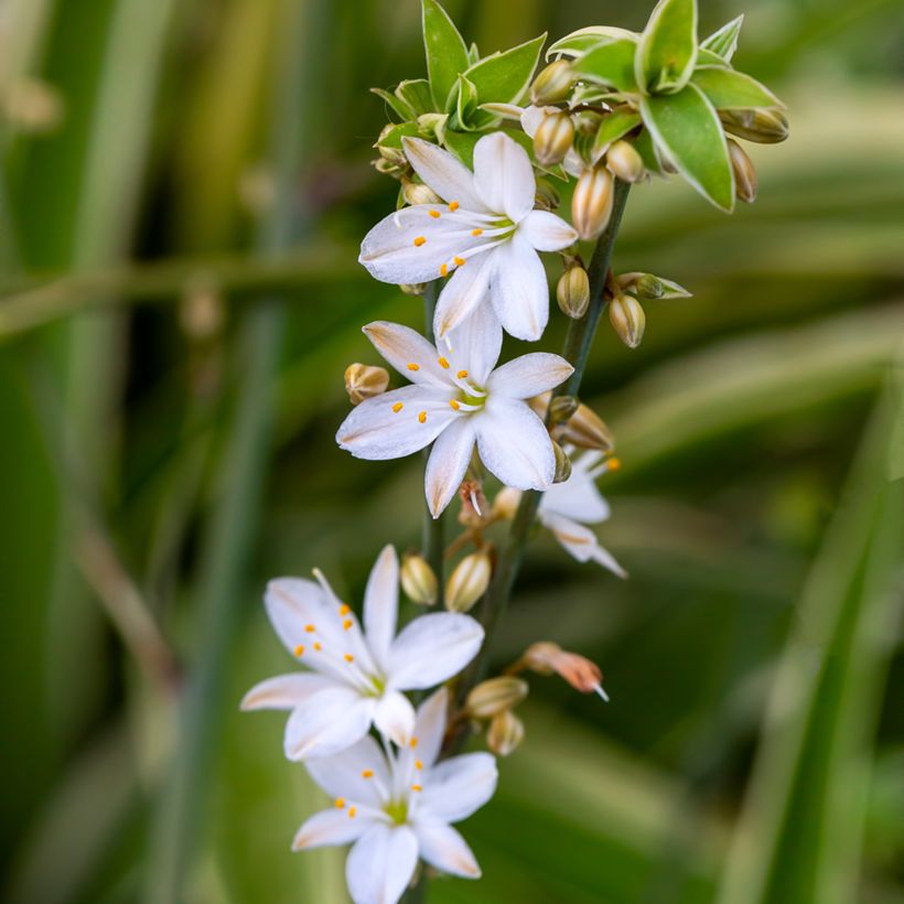 Chlorophytum comosum Irish - Clorófito (Floração)