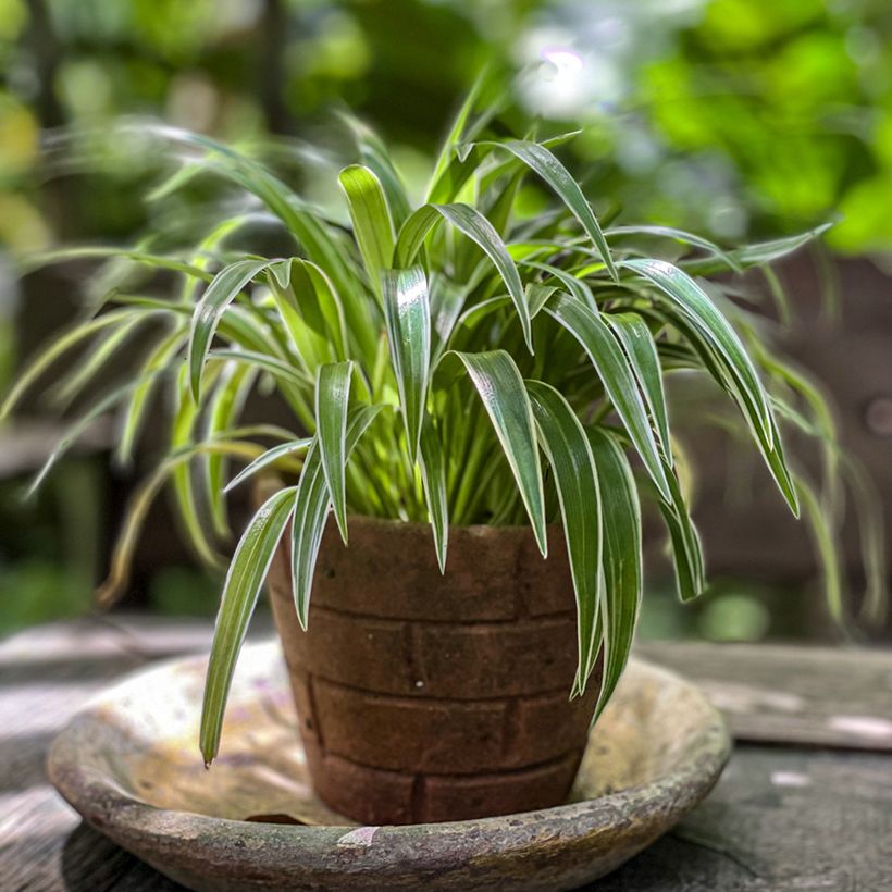 Chlorophytum comosum Irish - Clorófito (Hábito)