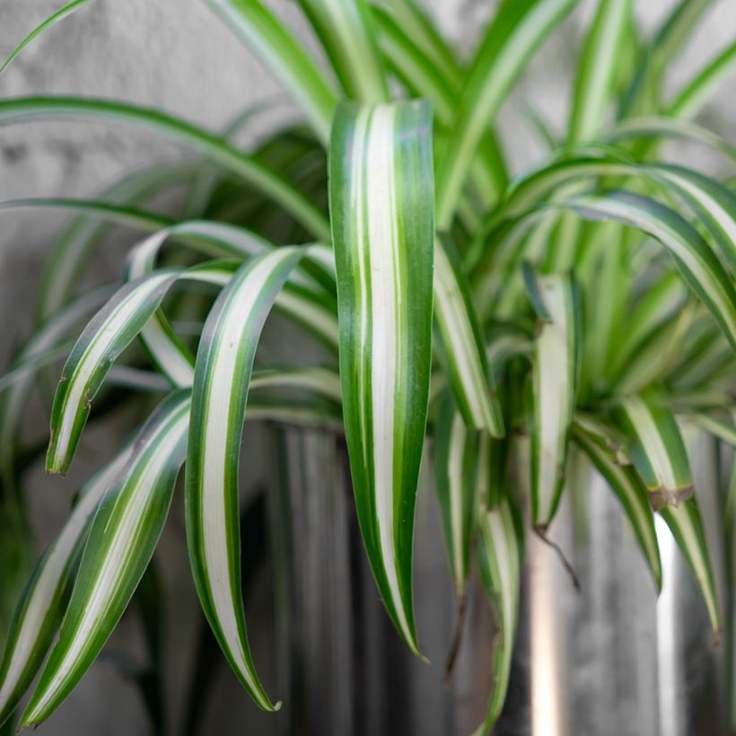 Chlorophytum comosum Variegatum - Clorófito (Folhagem)