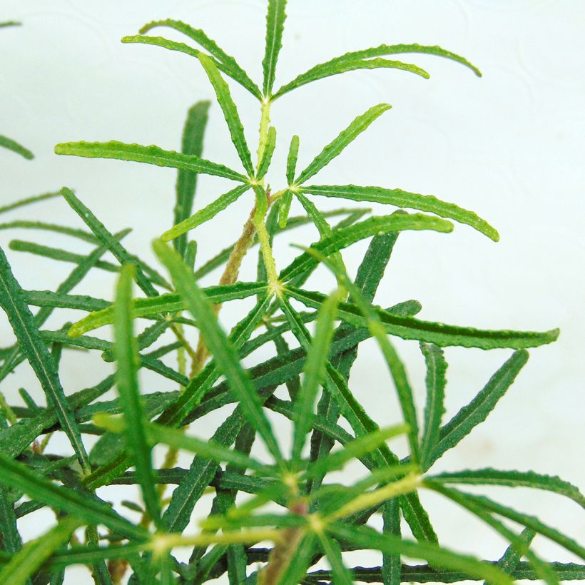 Laranjeira-do-México Apple Blossom - Choisya ternata (Folhagem)