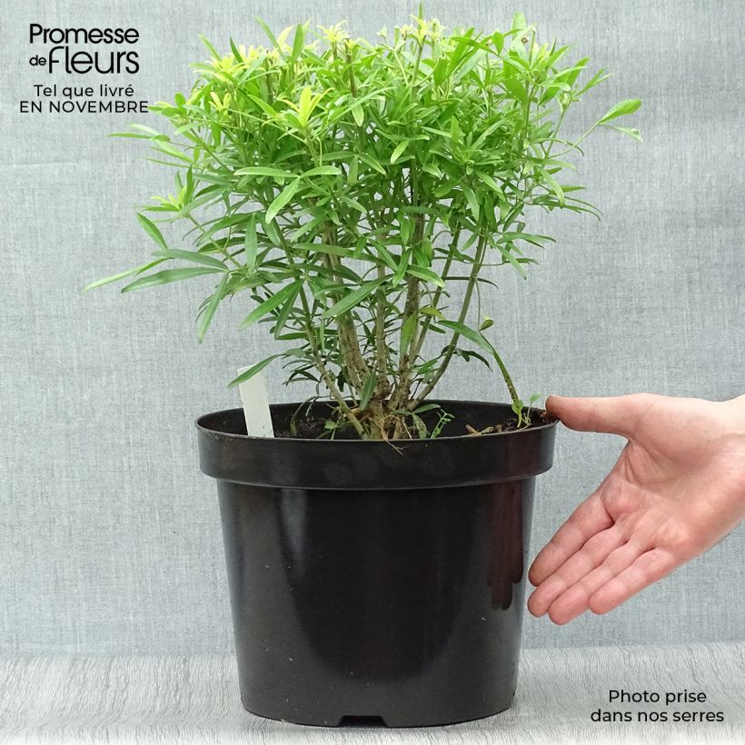 Amostra de Laranjeira-do-México Aztec Gold - Choisya ternata Vaso de 7,5 L/10 L tal como entregue no outono
