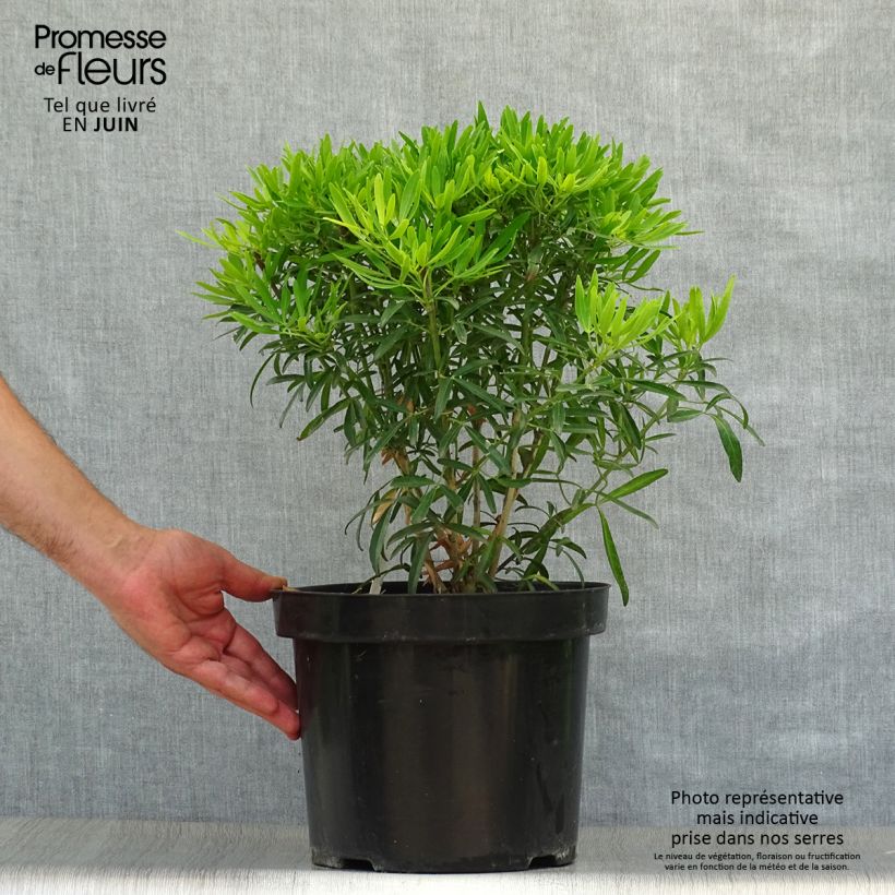 Amostra de Laranjeira-do-México Aztec Gold - Choisya ternata Vaso de 7,5 L/10 L tal como entregue no verão