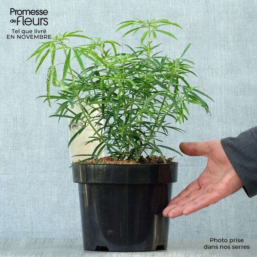 Amostra de Laranjeira-do-México Aztec Pearl - Choisya Vaso de 2 L/3 L tal como entregue no outono