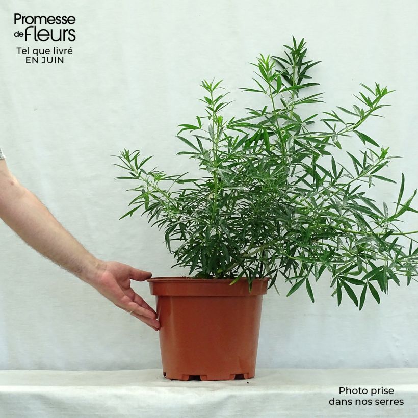 Amostra de Laranjeira-do-México Aztec Pearl - Choisya Vaso de 7,5 L/10 L tal como entregue no verão