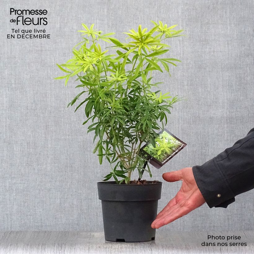 Amostra de Choisya Goldfinger - Oranger du Mexique Vaso de 1,5 L/2 L tal como entregue no inverno