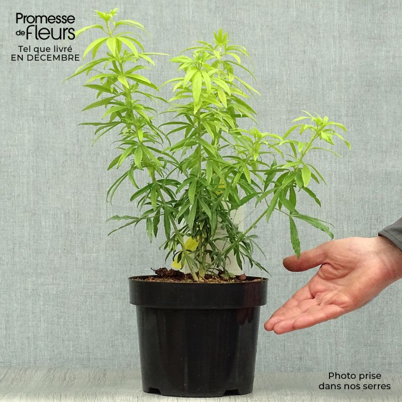 Amostra de Choisya Goldfinger - Oranger du Mexique Vaso de 3 L/4 L tal como entregue no inverno