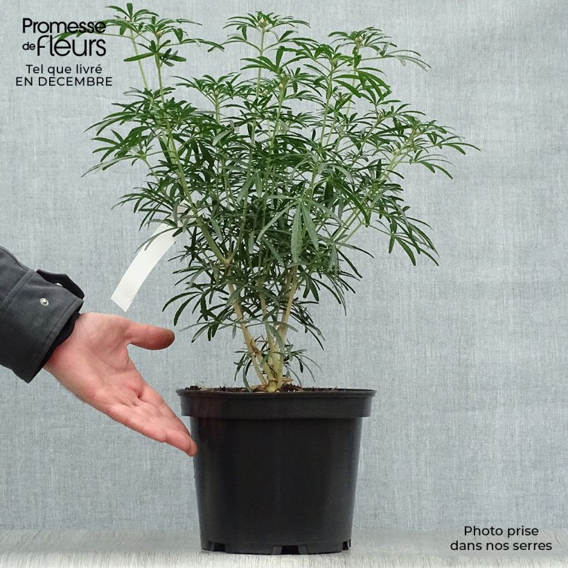 Amostra de Choisya Scented Gem - Oranger du Mexique Vaso de 2 L/3 L tal como entregue no inverno