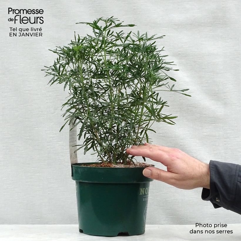 Amostra de Choisya White Dazzler - Oranger du Mexique nain Vaso de 2 L/3 L tal como entregue no inverno