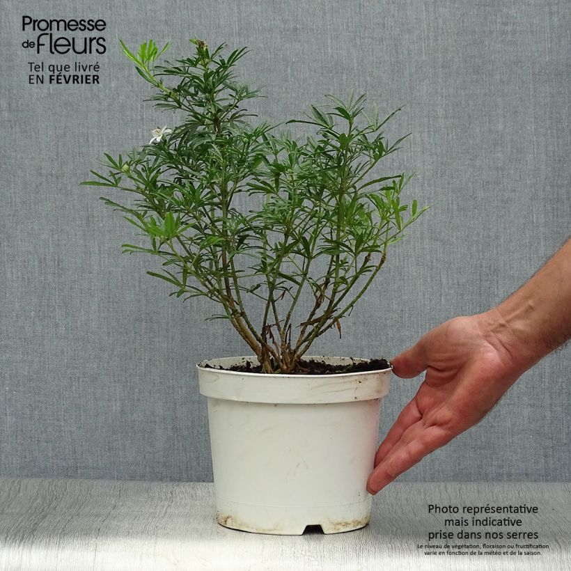 Amostra de Laranjeira do México Anã White Dazzler - Choisa Vaso de 2 L/3 L tal como entregue no outono