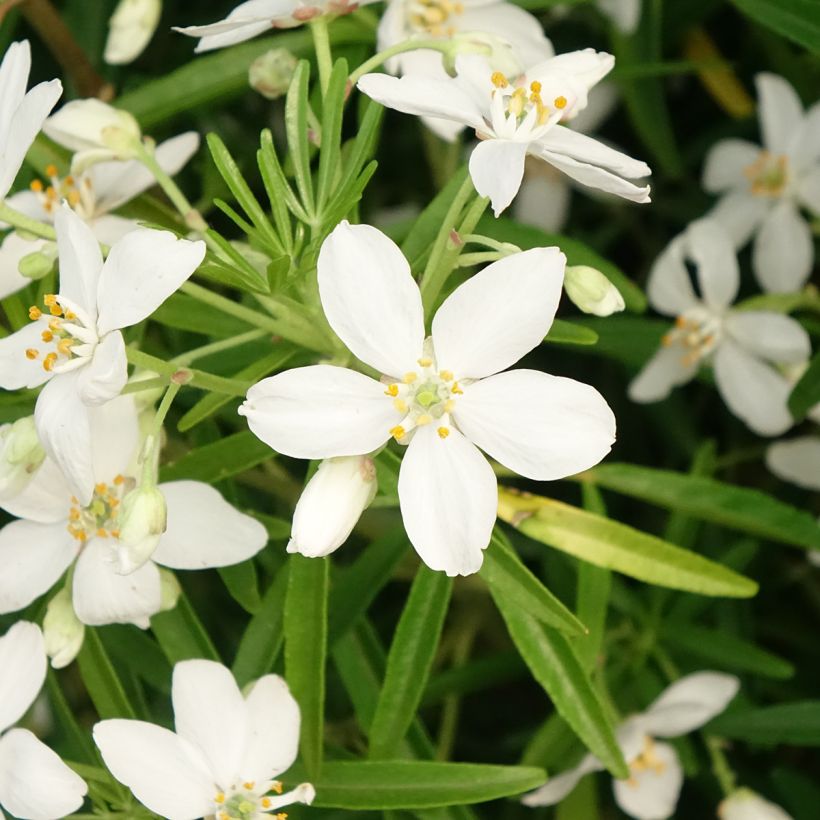 Laranjeira-do-México Aztec Pearl - Choisya (Floração)