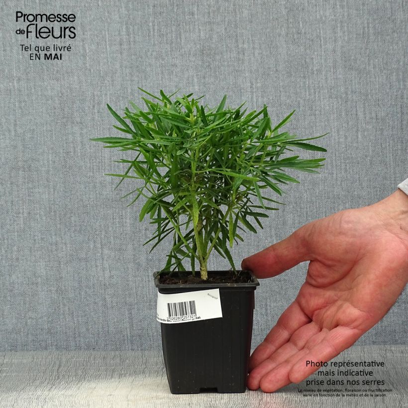 Amostra de Laranjeira-do-México Little Bee - Choisya Vaso de 8/9 cm tal como entregue na primavera