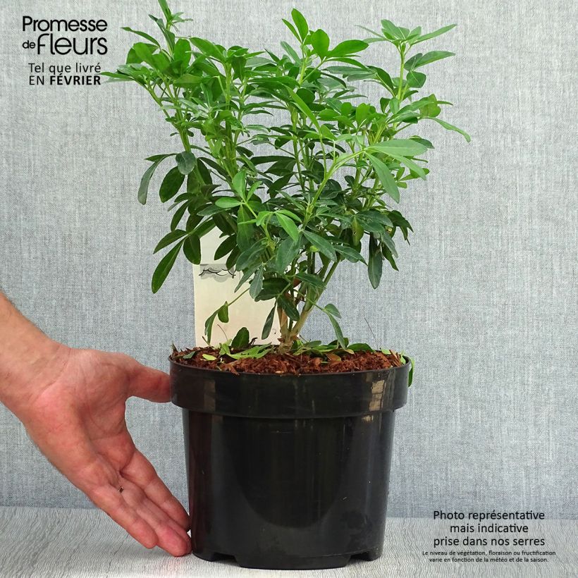Amostra de Laranjeira-do-México - Choisya ternata Vaso de 4 L/5 L tal como entregue no outono