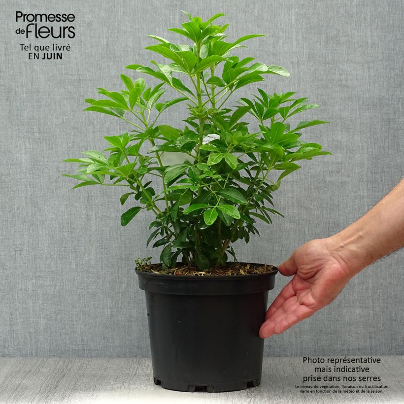 Amostra de Laranjeira-do-México - Choisya ternata Vaso de 4 L/5 L tal como entregue no verão
