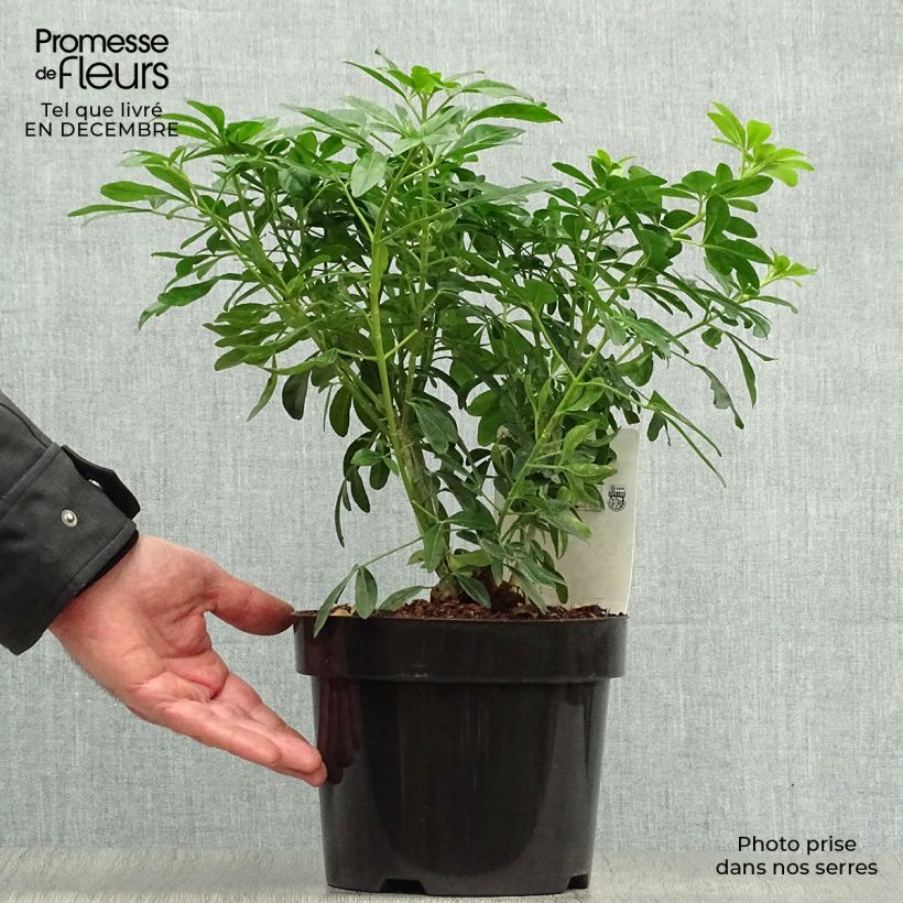 Amostra de Laranjeira-do-México - Choisya ternata Vaso de 2 L/3 L tal como entregue no inverno