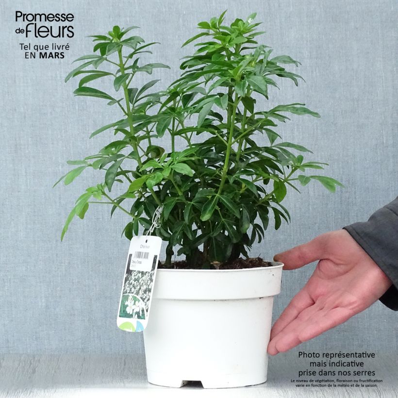 Amostra de Laranjeira-do-México - Choisya ternata Vaso de 2 L/3 L tal como entregue na primavera