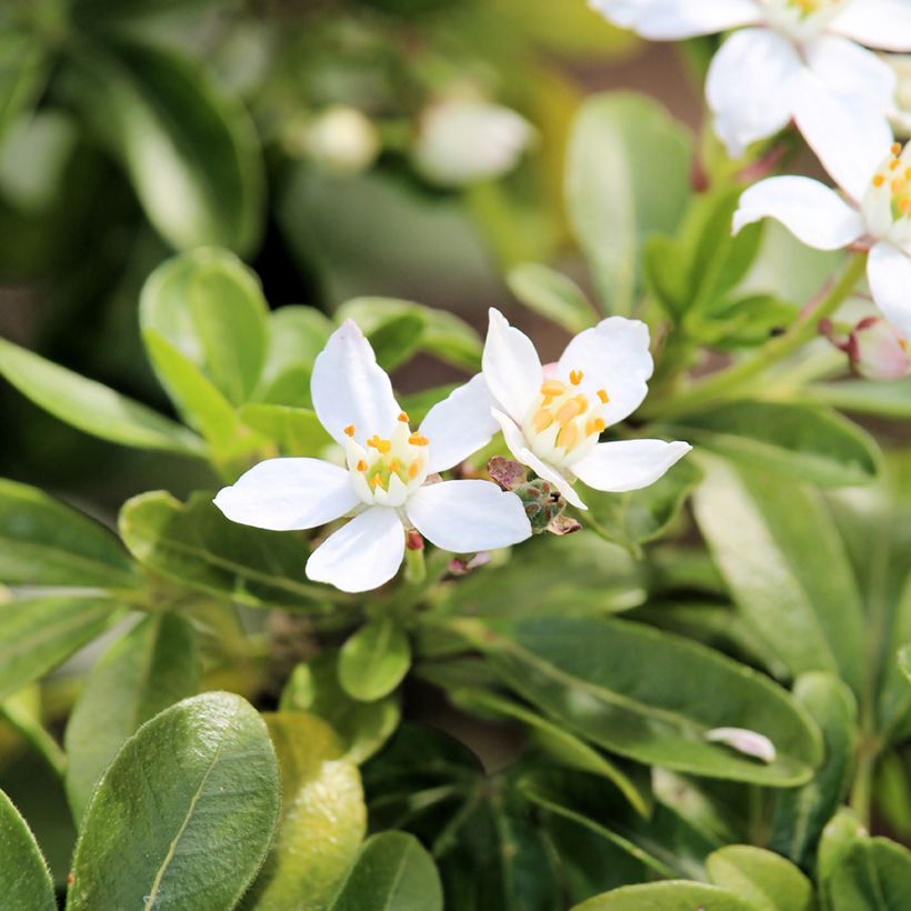 Laranjeira-do-México - Choisya ternata (Floração)