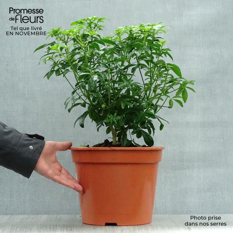 Amostra de Laranjeira-do-México - Choisya ternata Vaso de 7,5 L/10 L tal como entregue no outono