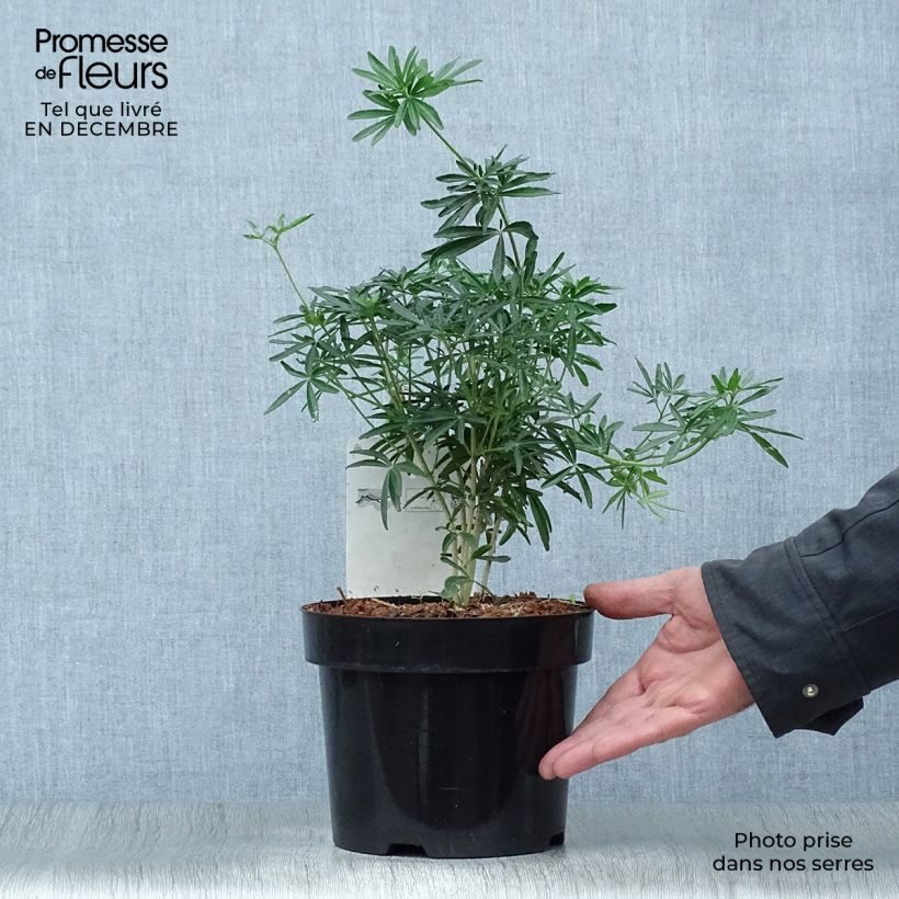 Amostra de Choisya ternata Snow Flurries  - Oranger du Mexique Vaso de 2 L/3 L tal como entregue no inverno