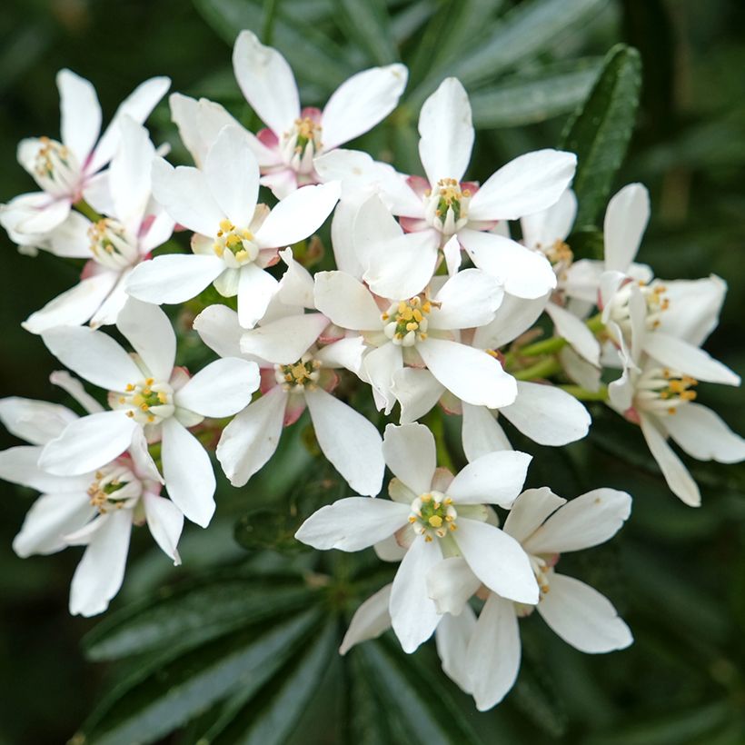 Laranjeira-do-México Snow Flurries - Choisya ternata (Floração)