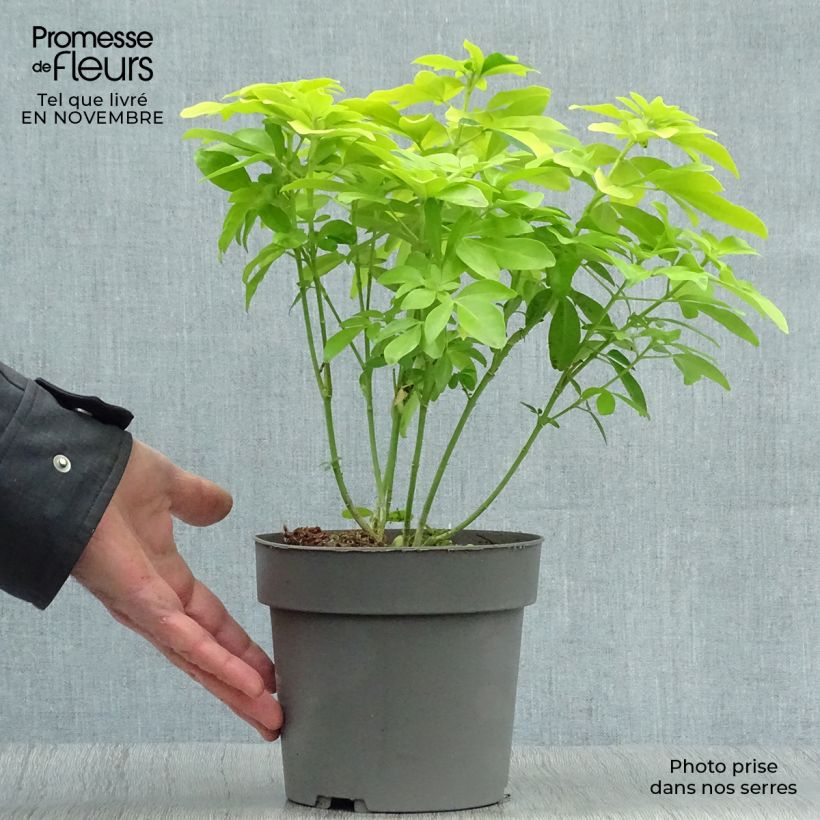 Amostra de Laranjeira-do-México Sundance - Choisya ternata Vaso de 2 L/3 L tal como entregue no outono