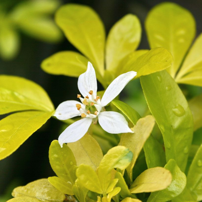 Laranjeira-do-México Sundance - Choisya ternata (Floração)