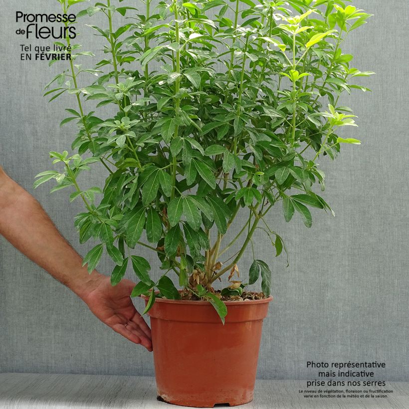 Amostra de Laranjeira-do-México Sundance - Choisya ternata Vaso de 7,5 L/10 L tal como entregue no outono