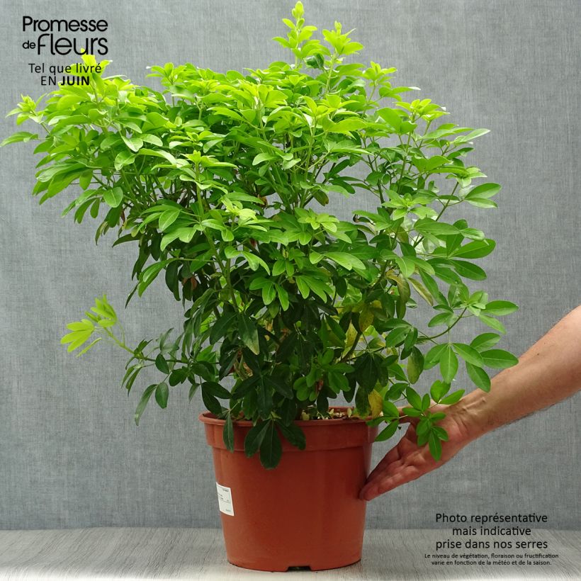 Amostra de Laranjeira-do-México Sundance - Choisya ternata Vaso de 7,5 L/10 L tal como entregue no verão