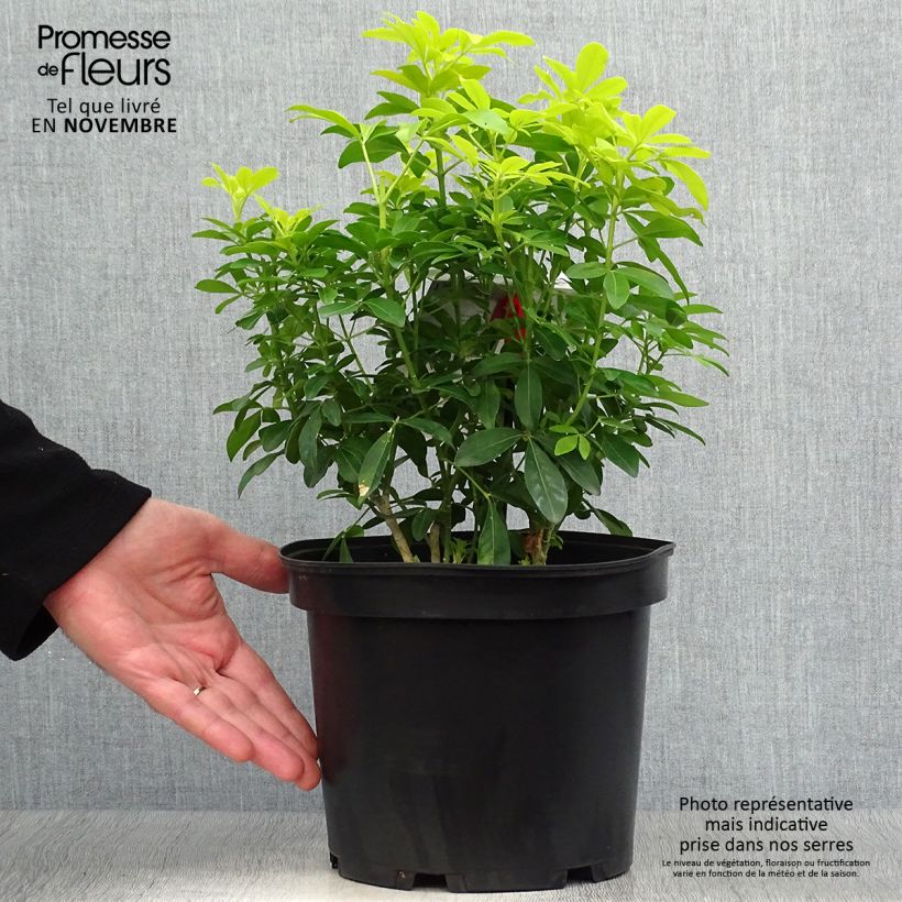 Amostra de Laranjeira-do-México Sundance - Choisya ternata Vaso de 4 L/5 L tal como entregue no outono