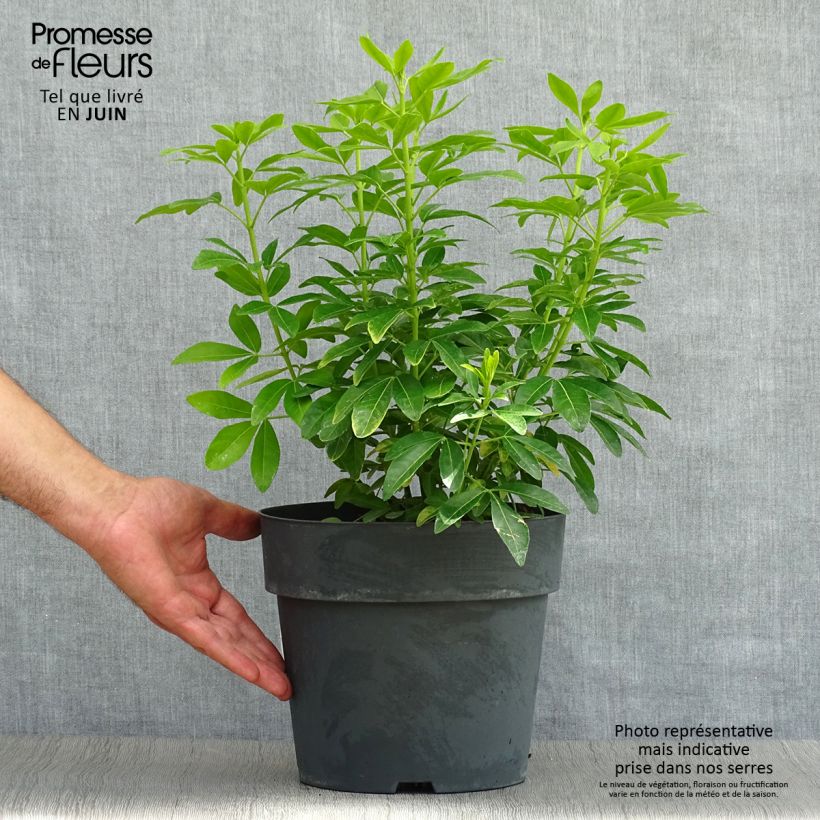 Amostra de Laranjeira-do-México Sundance - Choisya ternata Vaso de 4 L/5 L tal como entregue no verão