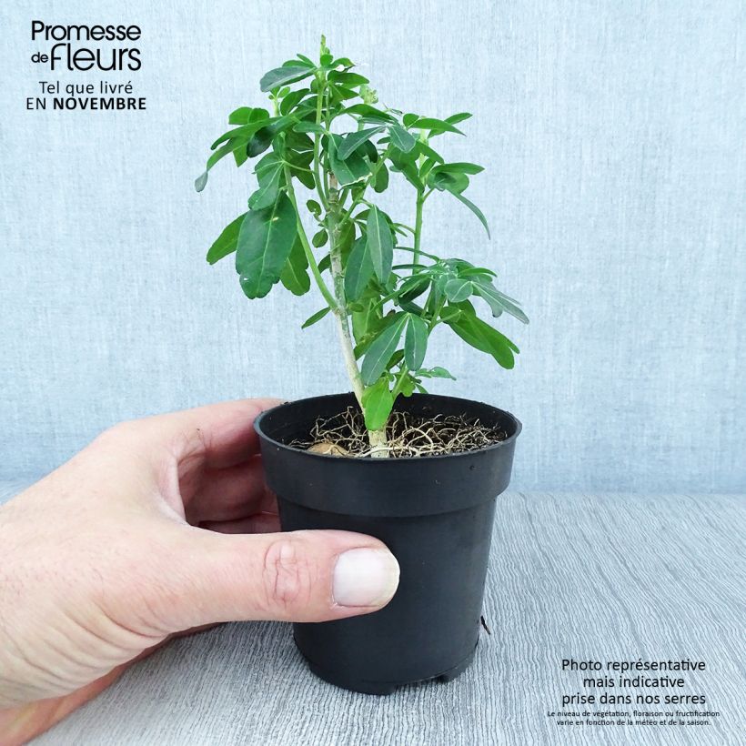 Amostra de Laranjeira-do-México - Choisya ternata Vaso de 8/9 cm tal como entregue no outono