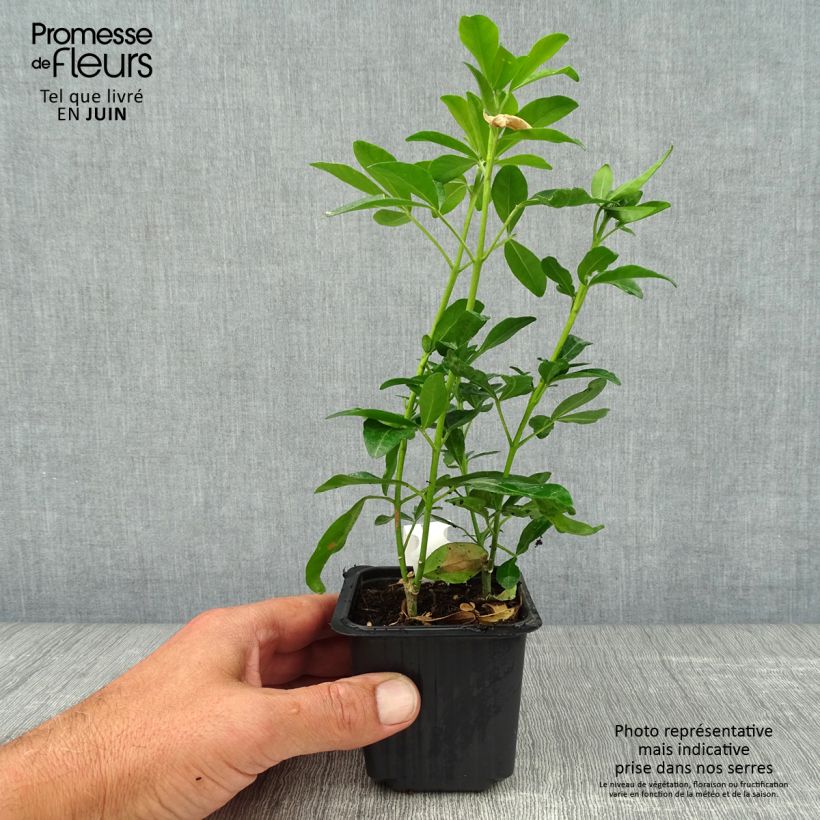 Amostra de Laranjeira-do-México - Choisya ternata Vaso de 8/9 cm tal como entregue no verão