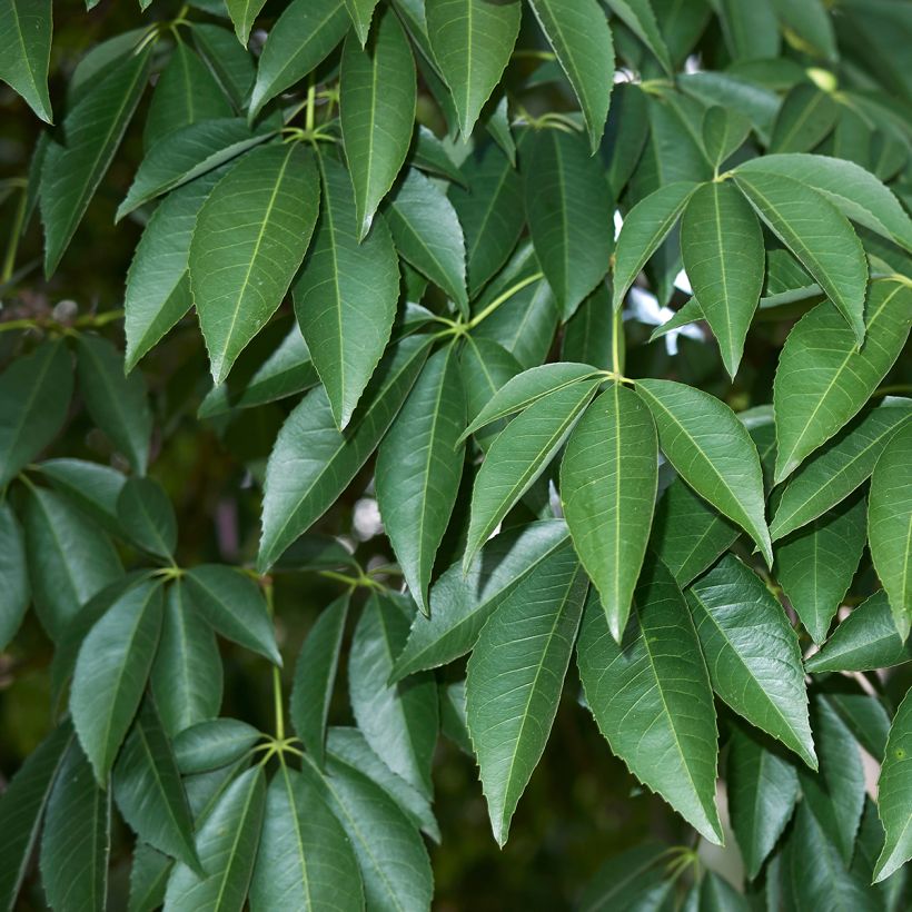 Ceiba speciosa (Folhagem)