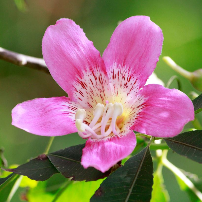 Ceiba speciosa (Floração)
