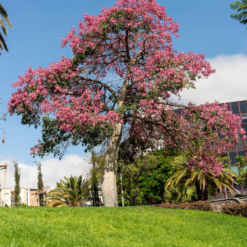 Ceiba speciosa (Hábito)
