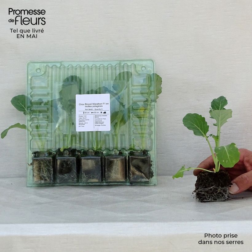 Amostra de Chou Brocoli Marathon F1 en plants Torrão de 4 cm x 4,5 cm tal como entregue na primavera