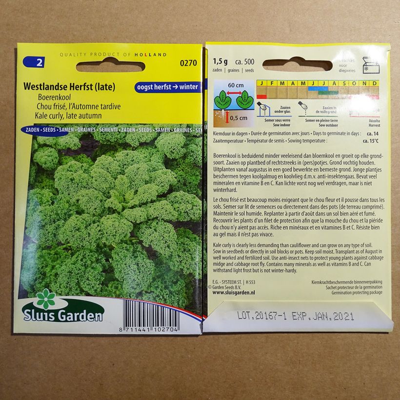 Exemplo de amostra de Chou Frisé d'Automne tardif per pack of 500 seeds (1g) tal como entregue
