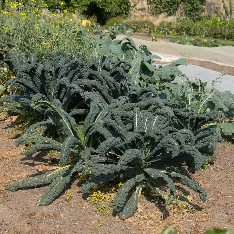 Couve-kale Nero di Toscana Bio (Hábito)