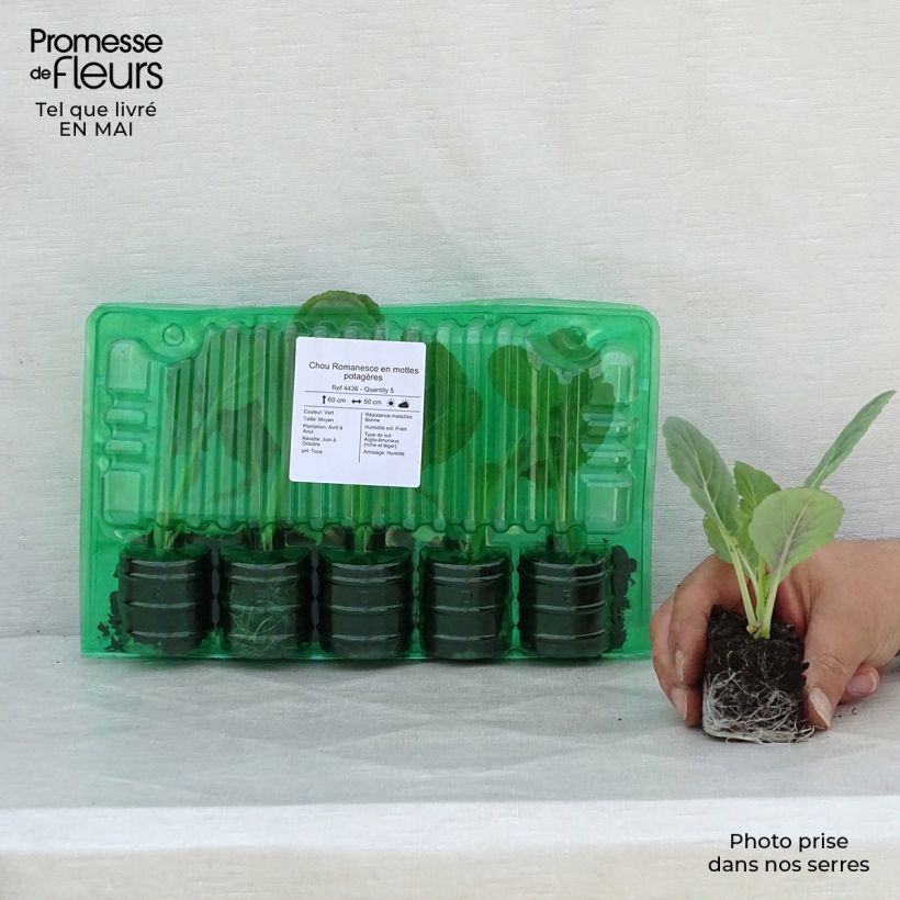 Amostra de Chou Romanesco en mottes potagères Motte 4 cm x 4,5 cm tal como entregue na primavera