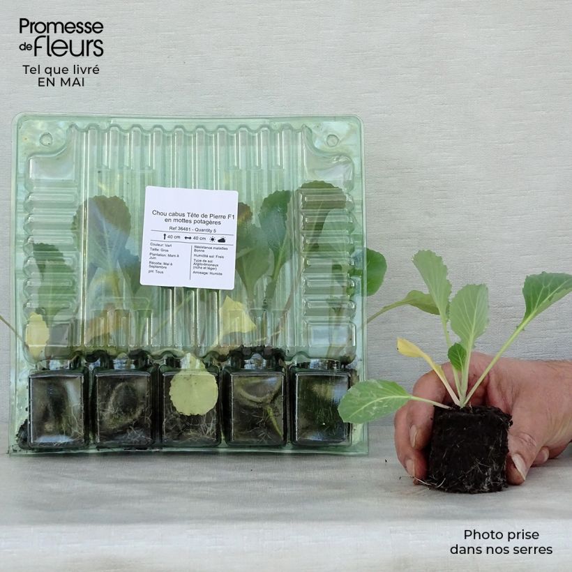 Amostra de Chou cabus Tête de Pierre F1 en plants Torrão de 4 cm x 4,5 cm tal como entregue na primavera
