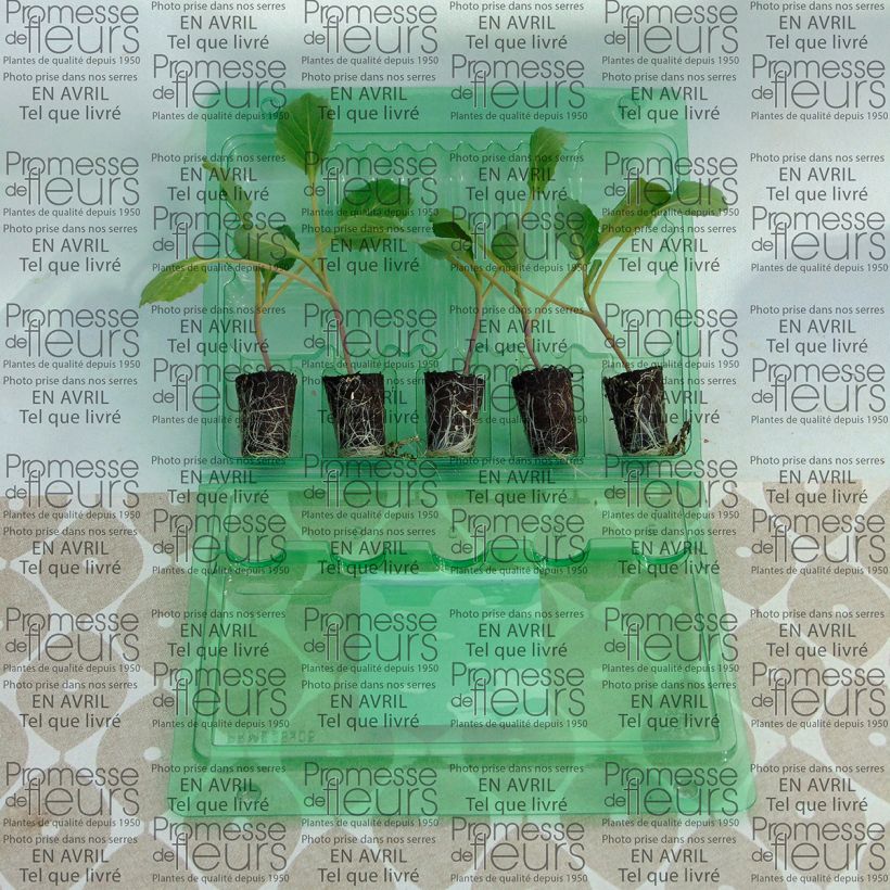 Exemplo de amostra de Chou cabus Tête de Pierre F1 en plants Mini-torrão Ø 3/4 cm tal como entregue