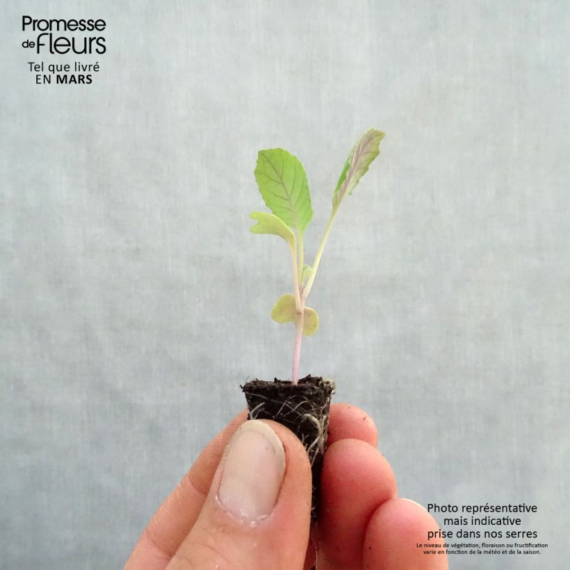 Amostra de Chou cabus pointu Chana F1 Bio en mini-mottes Mini-motte Ø 1,5/2,5 cm tal como entregue na primavera